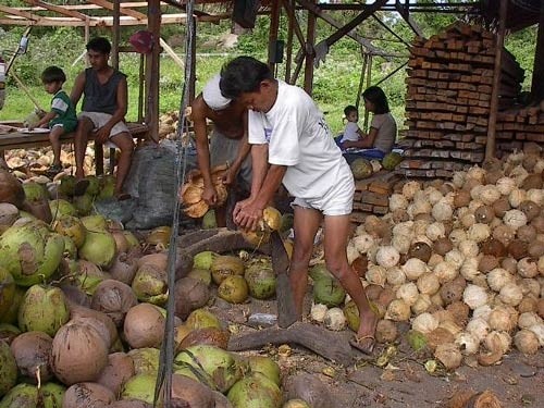 Picture of dehusking coconuts in traditional method of coconut oil extraction