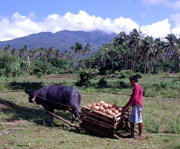 photo of carabao transporting coconuts to make virgin coconut oil