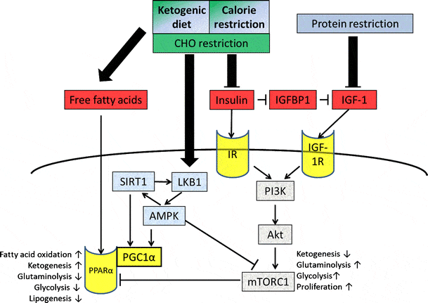 Epilepsy Ketogenic Diet