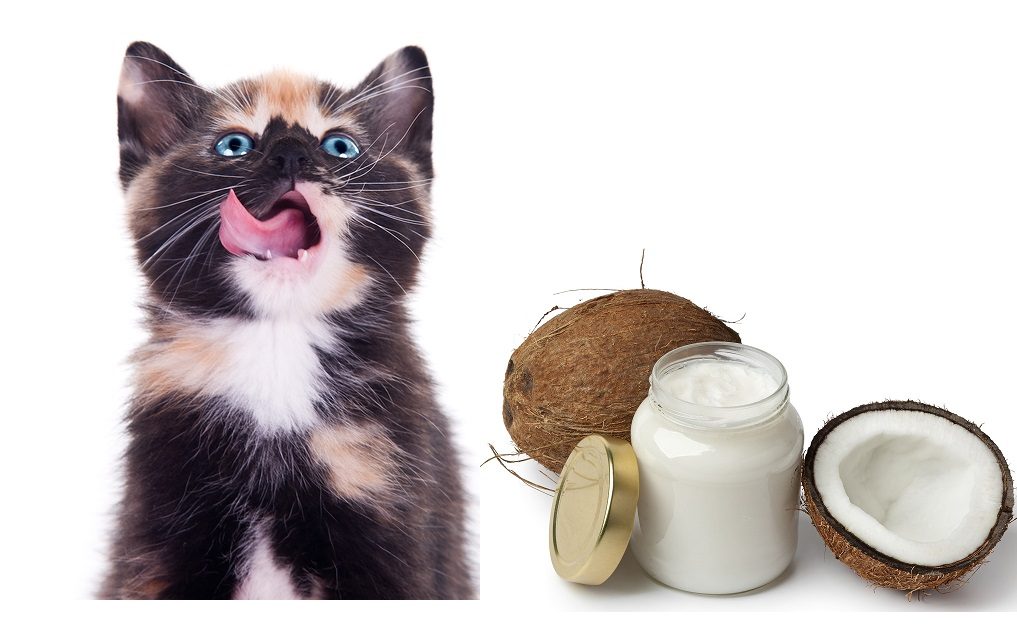 Study Cats Fed Coconut Oil and Supplements Lose Weight While Maintaining Lean Body Mass