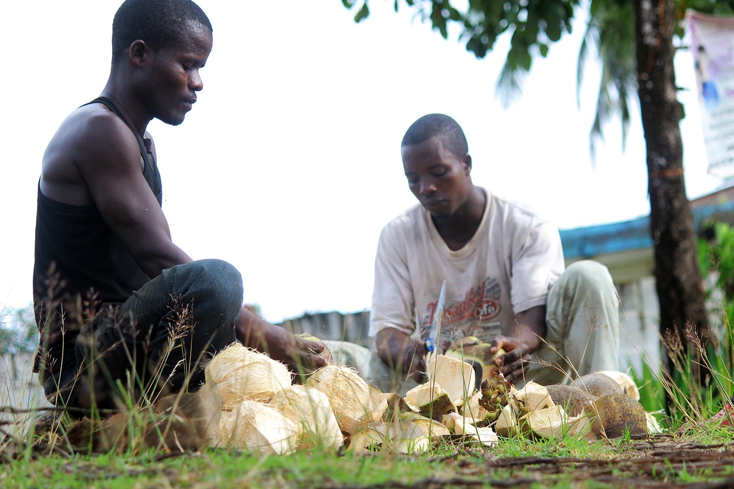 Making-coconut-oil-Liberia-photo