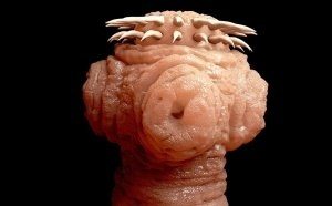 Tapeworm-head-300x186 (1)