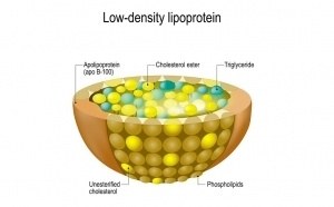 Structure-Of-Low-density-Lipoprotein-FB-300x186