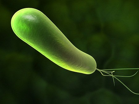 image of Heliobacter