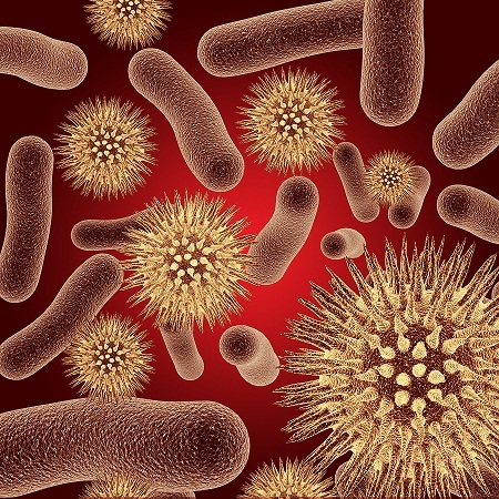 Image of bacteria