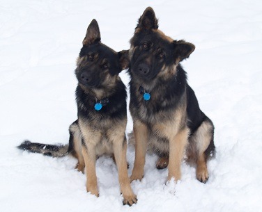 picture of young German Shepherds