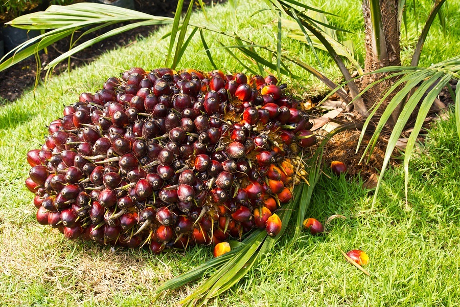 Palm fruits are used to produce palm oil.