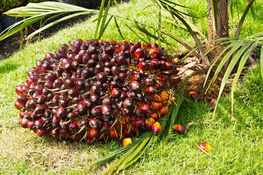 pt-2-say-no-to-palm-oil-palm-oil-nutrition-benefits-and-risks-huile