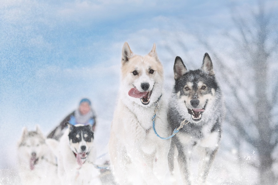 Winter sled dog race in the wonderful winter landscape in the background is blurred guide dogs. Winter Sled dog racing on the circuit.