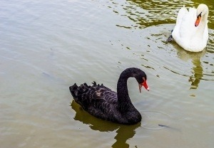 Black-And-White-Swan-300x208