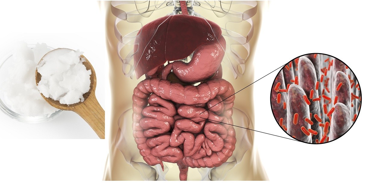 Intestinal microbiome, anatomy of human digestive system and close-up view of intestinal villi with enteric bacteria, with jar of coconut oil and wooden spoon images